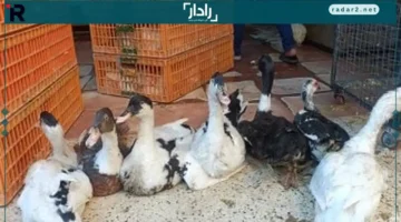 أسعار الدواجن والبط والحمام في الأقصر اليوم الاثنين 15 ديسمبر 2025